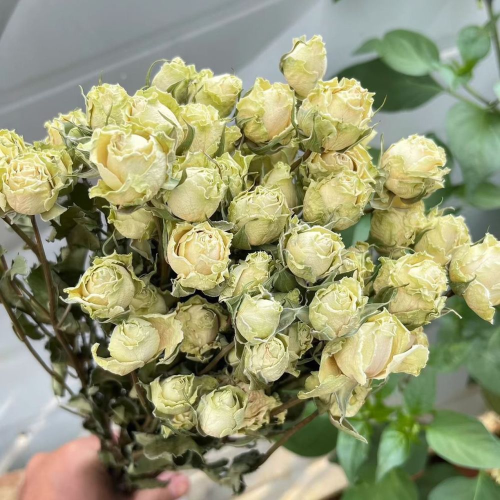 ช่อดอกกุหลาบแห้งจริง ดอกไม้แห้ - Resin Art Rose บทวิจารณ์และราคา