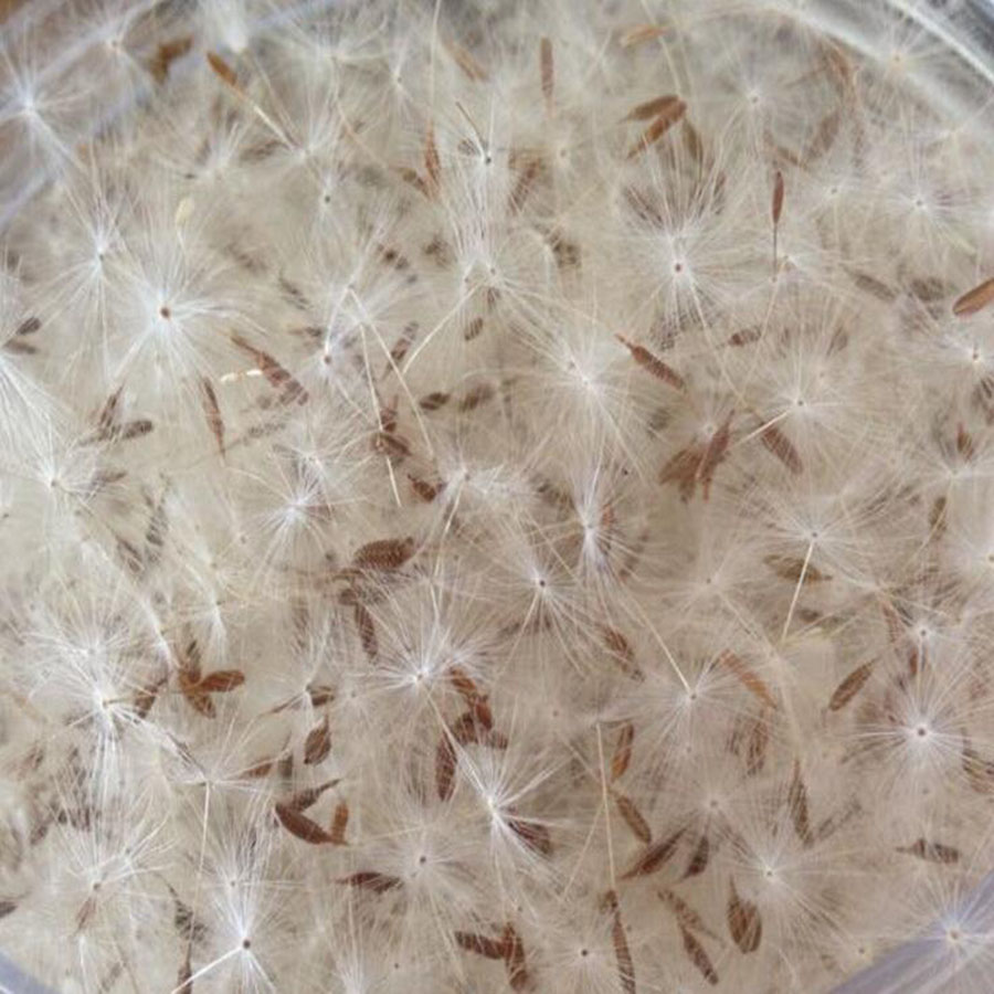 100Pcs ขนาดเล็กสีขาวแห้ง Dande - Resin Art Baby บทวิจารณ์และราคา