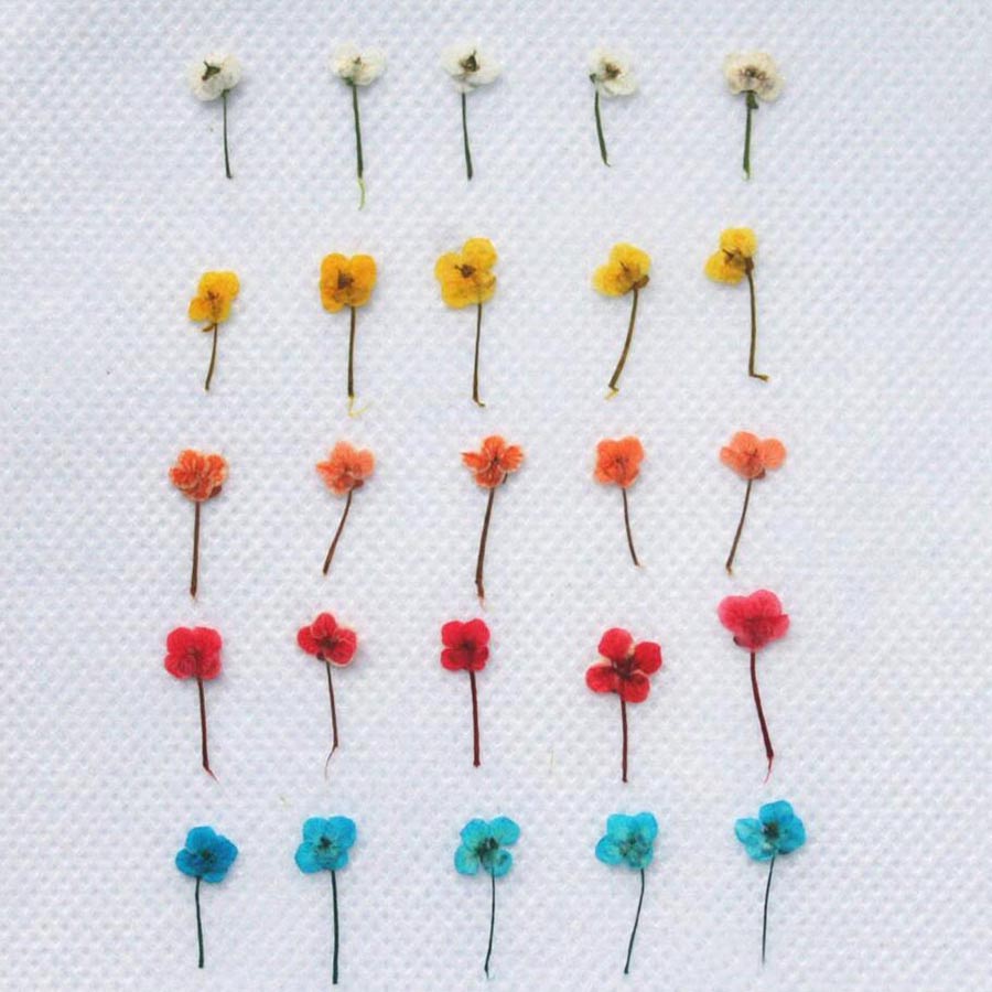 ดอกไม้แห้งขนาดเล็ก 60 ชิ้น – อ - Resin Art Case บทวิจารณ์และราคา